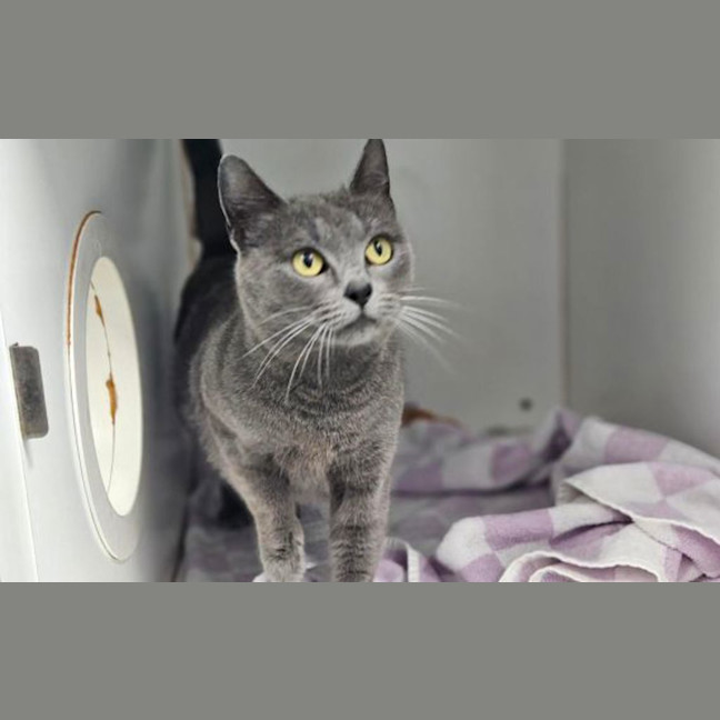 Photo of Delilah