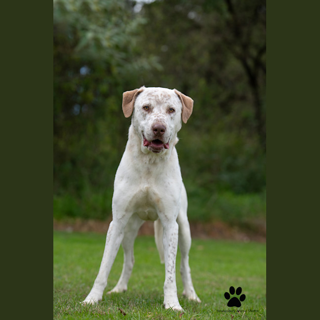Photo of Bandit