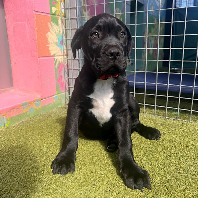 Photo of D1192 Danny