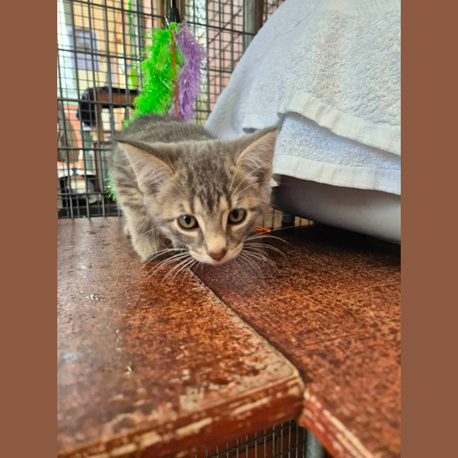 Photo of Dexter!🐈