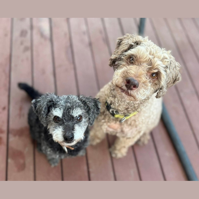 Photo of Milo & Meme 