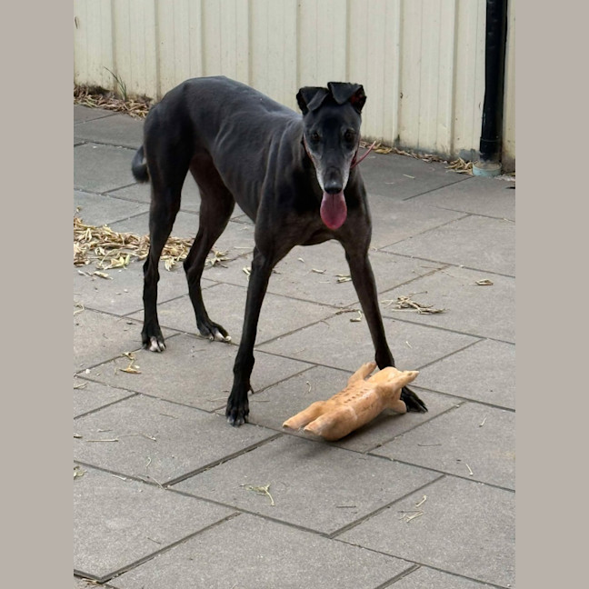 Photo of Chloe, The Greyhound