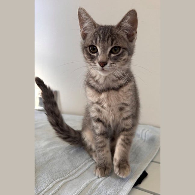 Photo of C1502 Salsa