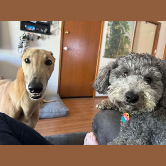 Photo of Koby, They Greyhound