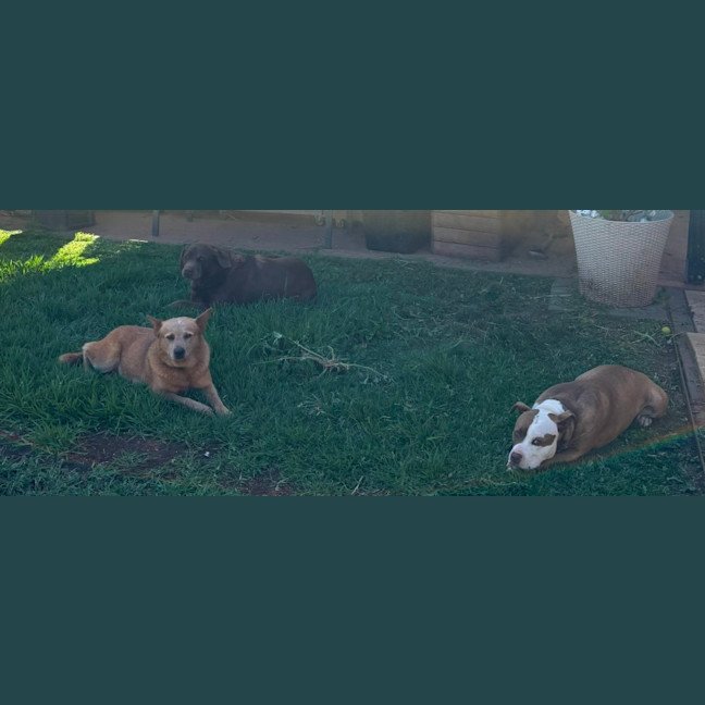 Photo of Brandylicious