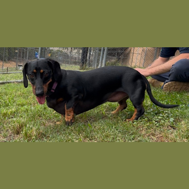 Photo of Lilly