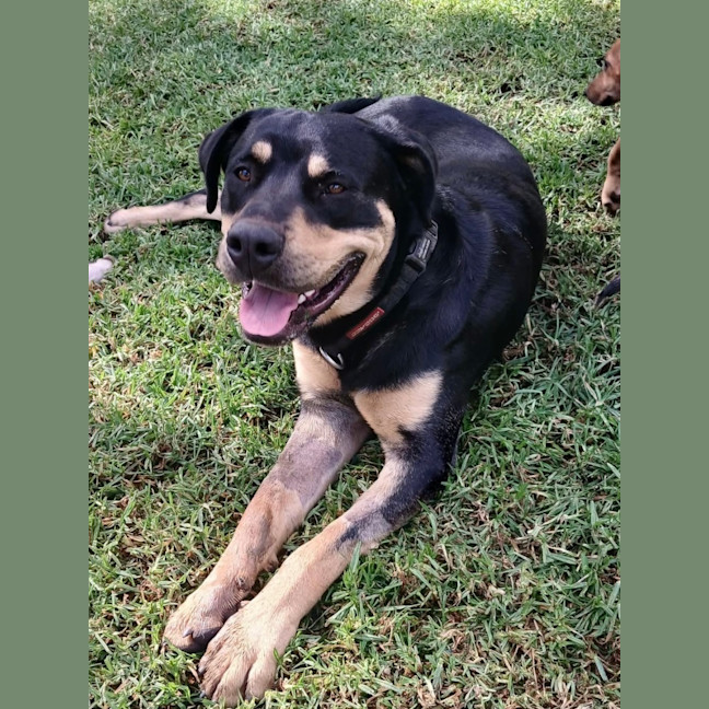 Photo of Jax 