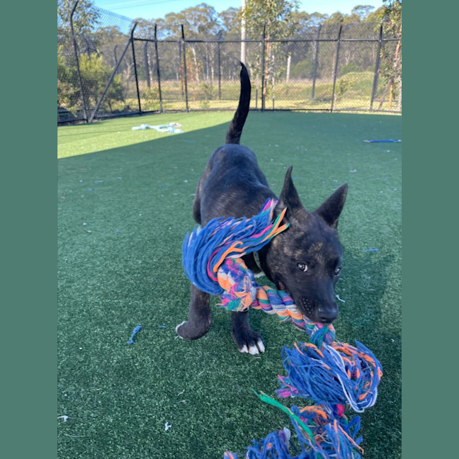 Photo of Shishka Imp 1696