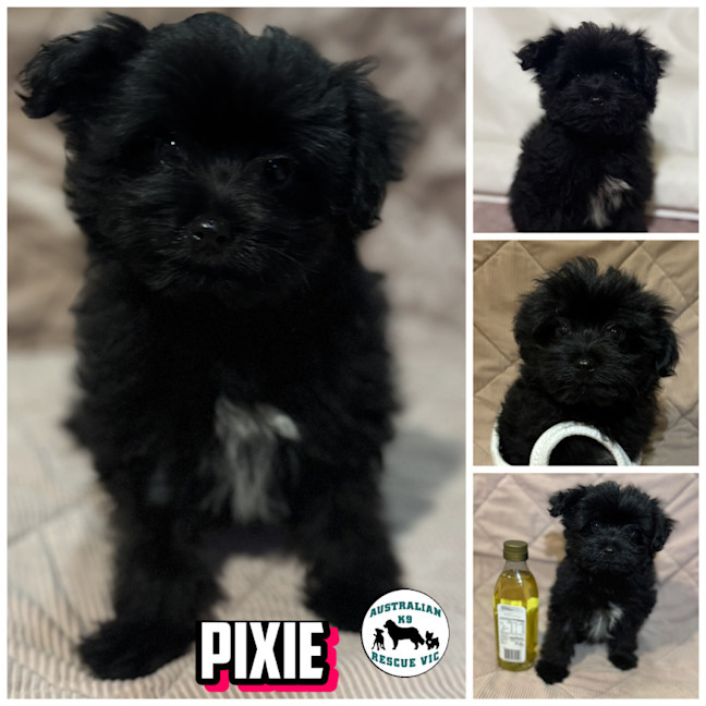 Photo of Pixie 