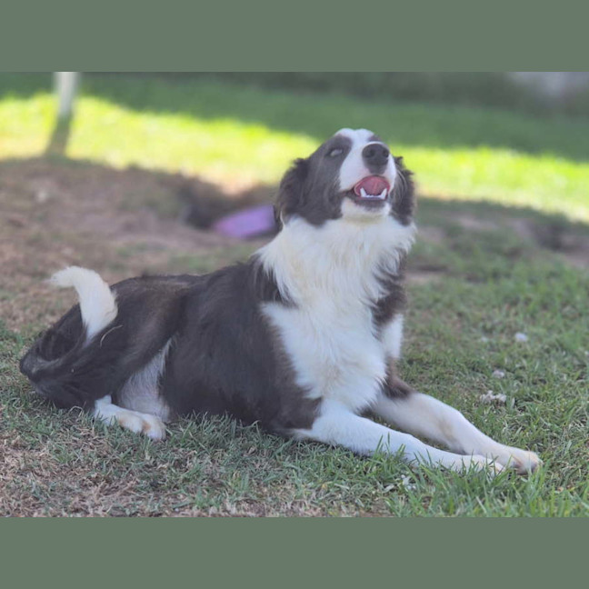 Photo of Angus