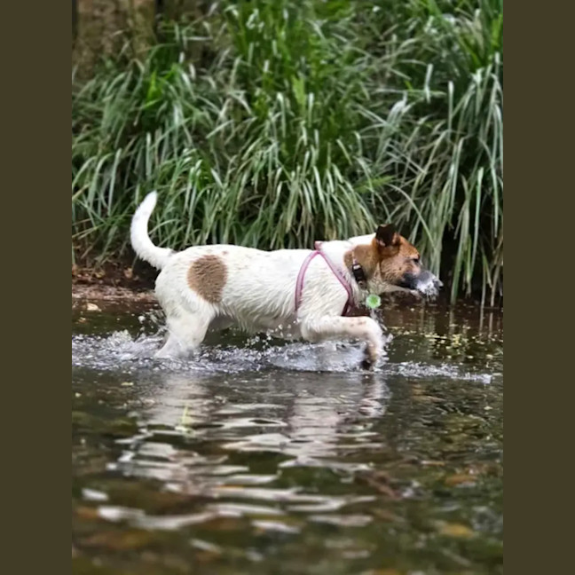 Photo of Fern