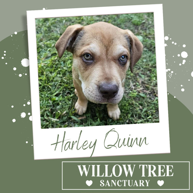 Photo of Harley Quinn 