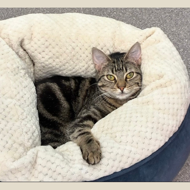 Photo of Dazzle