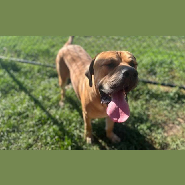 Photo of Bobo