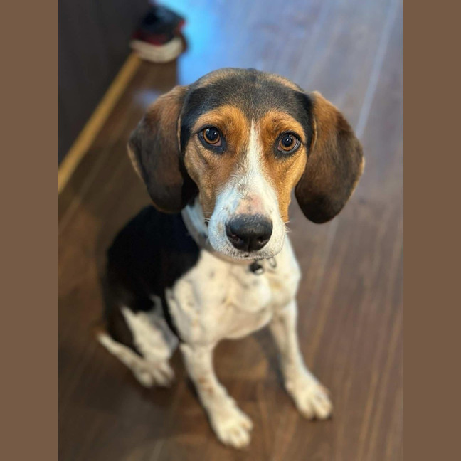 Photo of Daisy   Assisted Rehome 