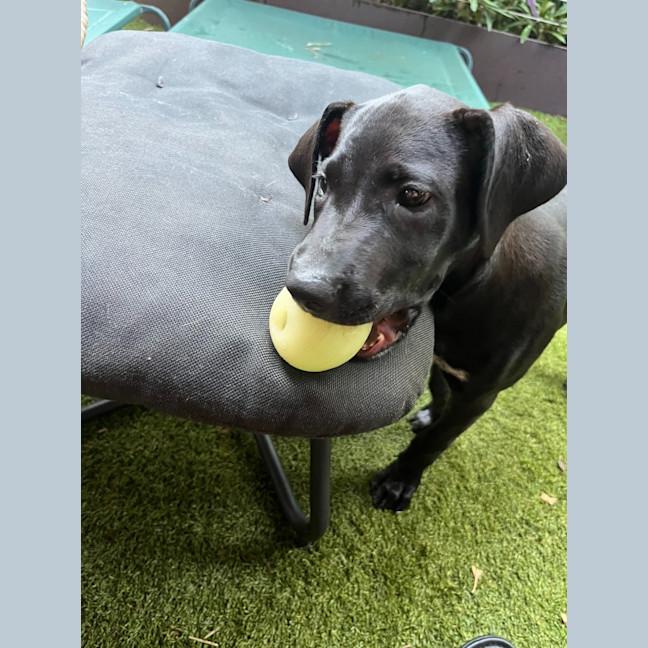 Photo of Phoebe