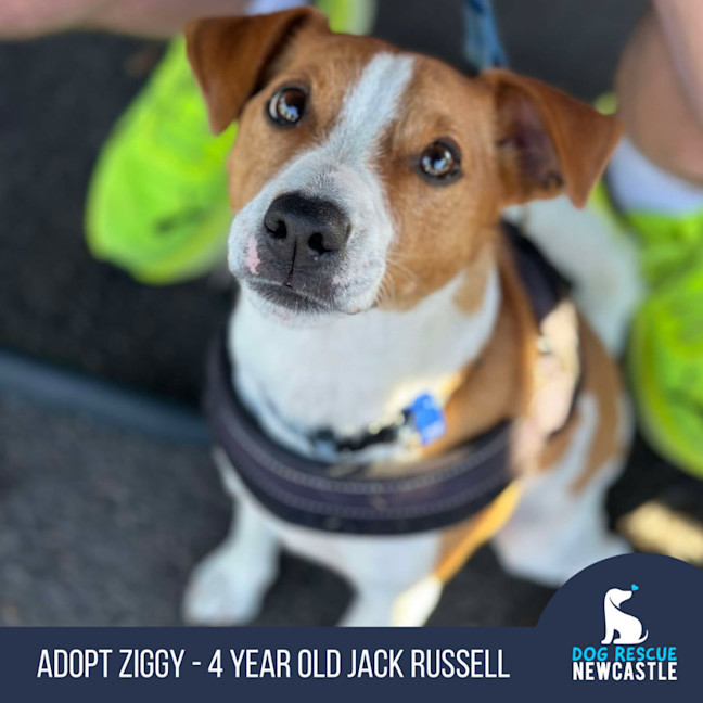 Photo of Ziggy   4 Year Old Jack Russell