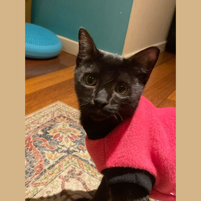 Photo of Bella