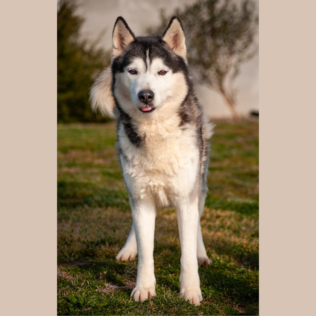 Photo of Echo