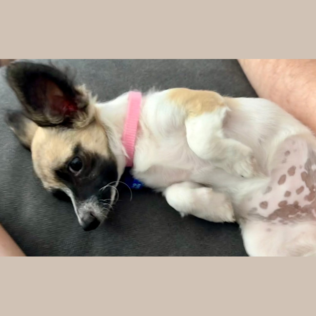 Photo of Meeka   13 Week Old Chihuahua X