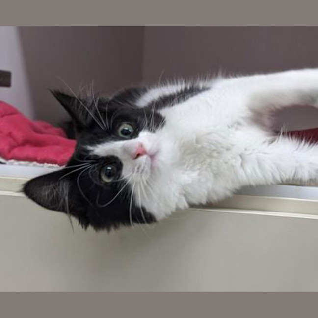 Photo of Paul Meow Lywood