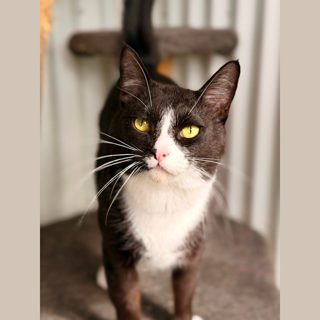 Photo of Maow Maow