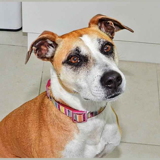 Photo of Stella