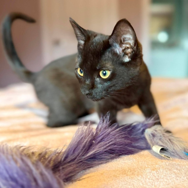 Photo of Mojo Jojo   In Foster Care In Templestowe