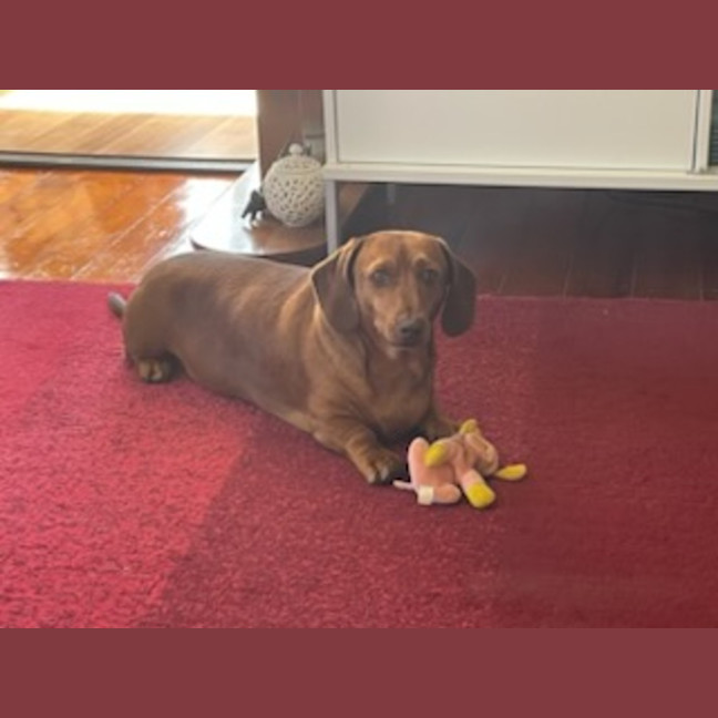 Photo of Pickles