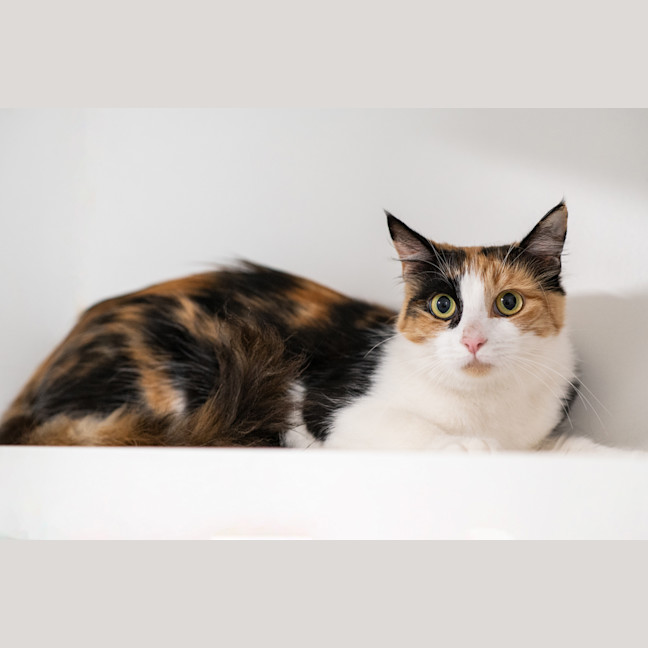 Photo of Hazel