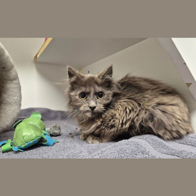 Photo of Dusty