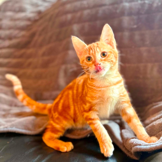 Photo of Puddles   In Foster Care In Templestowe