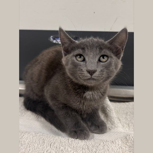 Photo of Rumble Honey