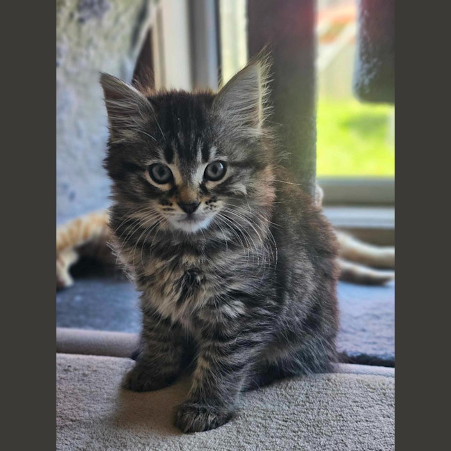 Photo of Poppy