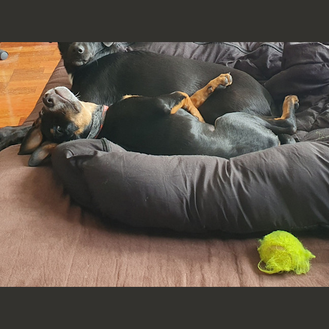 Photo of Roxy