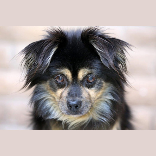 Photo of Kimchi And Kizha Newhaven