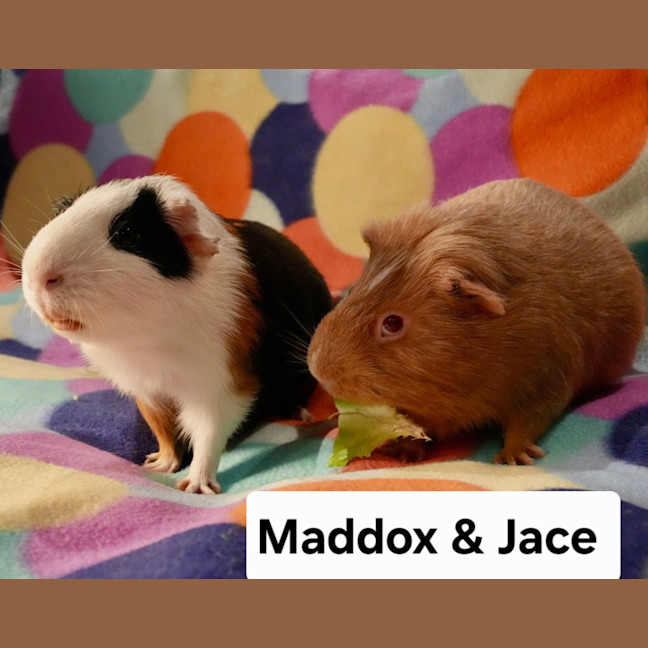 Photo of Maddox & Jace