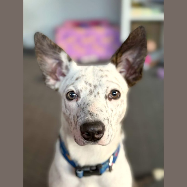 Photo of Yahtzee