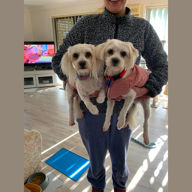 Photo of Pear & Coco   1.5 Year Old Maltese X Shih Tzu