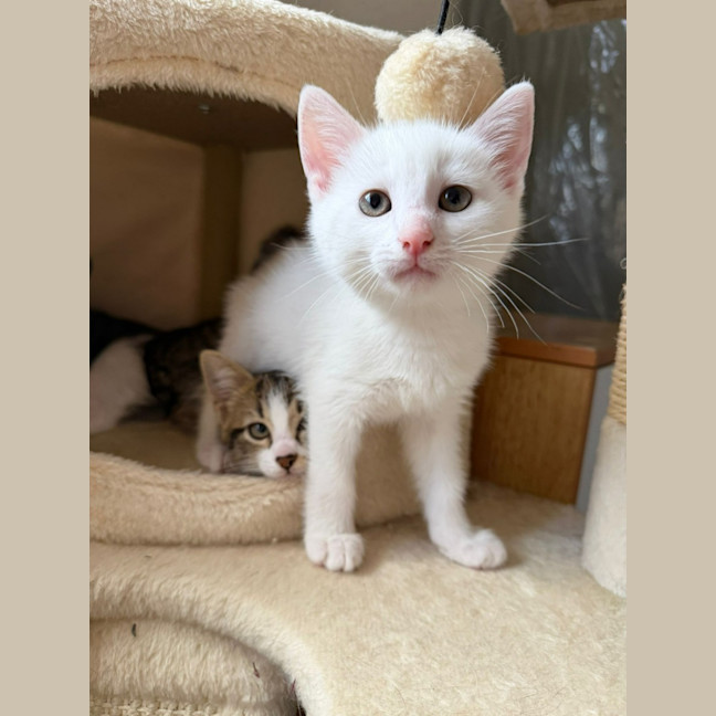 Photo of Cotton 🤍
