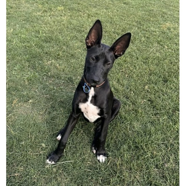 Photo of Loretta *$350 Adoption Fee*