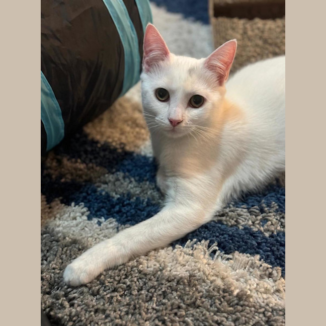 Photo of Luna