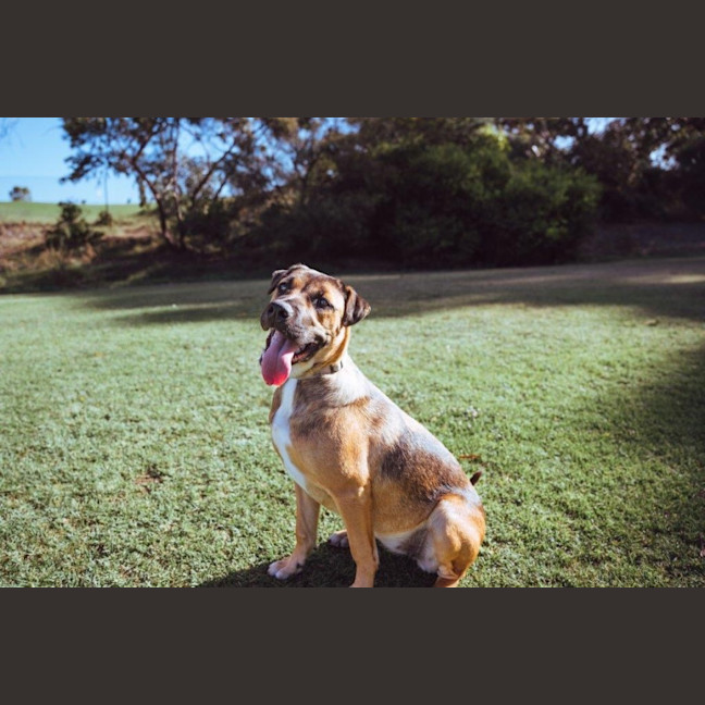 Photo of Star Kumara