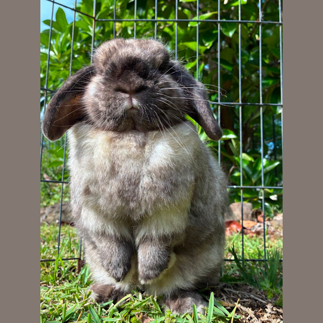 Photo of Smokey