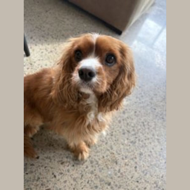 Photo of Shiloh