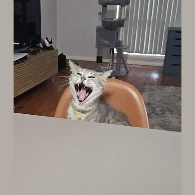 Photo of Poppy