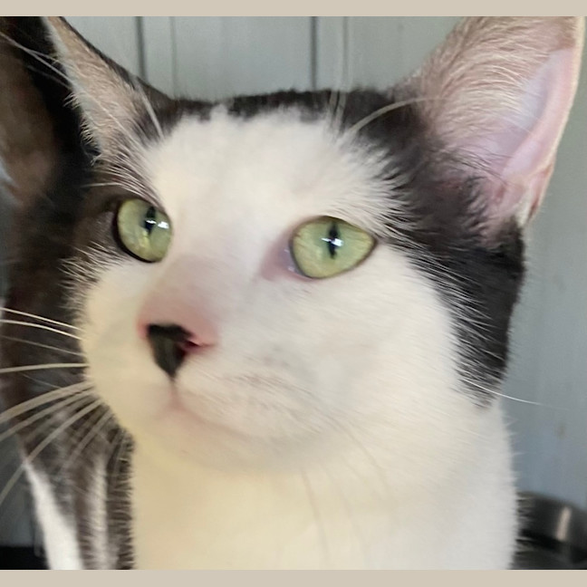 Photo of Neo