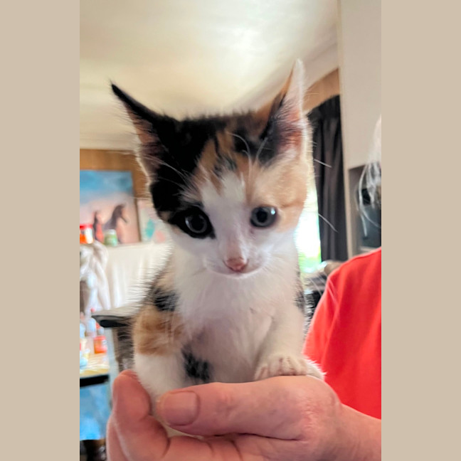 Photo of Ginger And Precious 