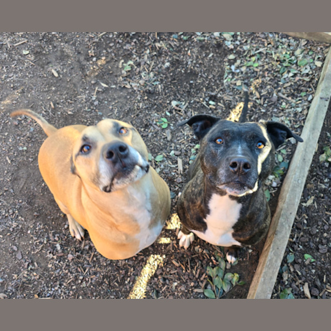 Photo of Hooch