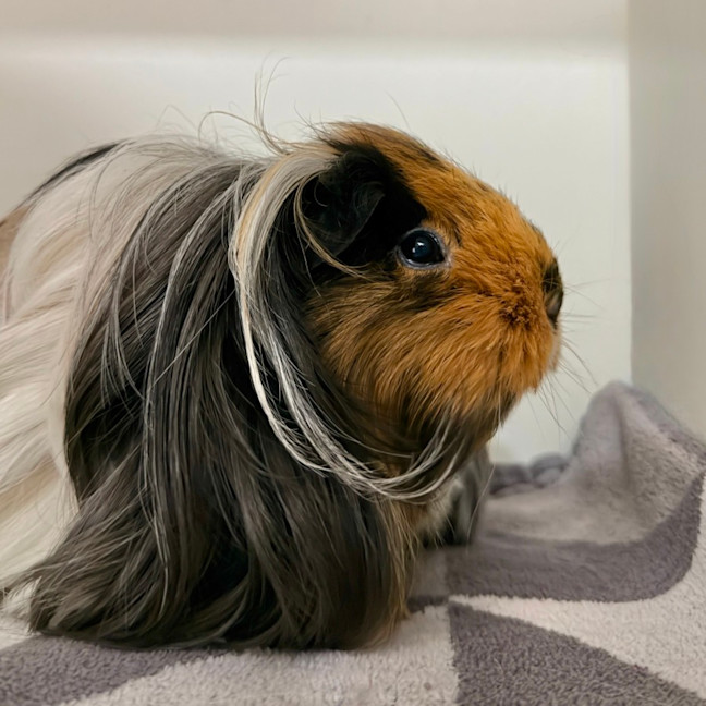 Photo of Kiara